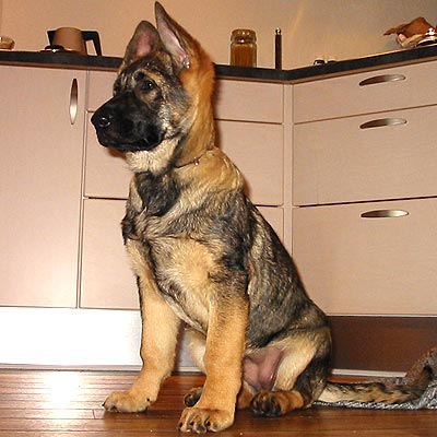 Sascha er en dejlig Schæferhund - på billedet bare 12 uger gammel